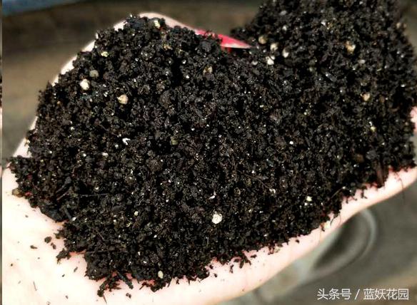 椰糠土浇水不烂根方法,养花浇水浇不透怎么办