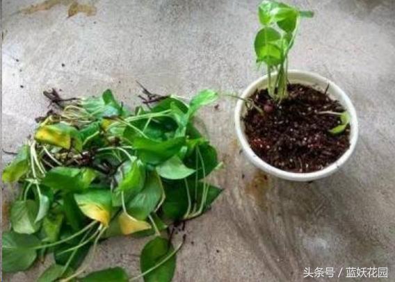 椰糠土浇水不烂根方法,养花浇水浇不透怎么办