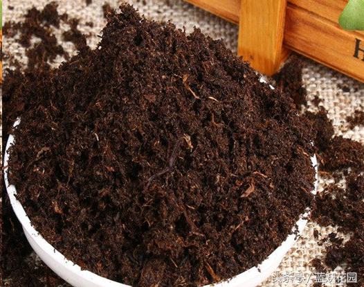 椰糠土浇水不烂根方法,养花浇水浇不透怎么办