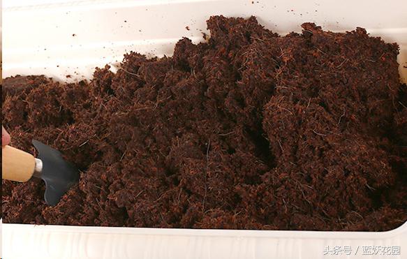椰糠土浇水不烂根方法,养花浇水浇不透怎么办