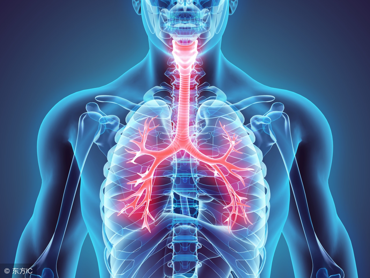 慢性支气管炎食疗最好方法,慢性支气管炎最佳食疗方法