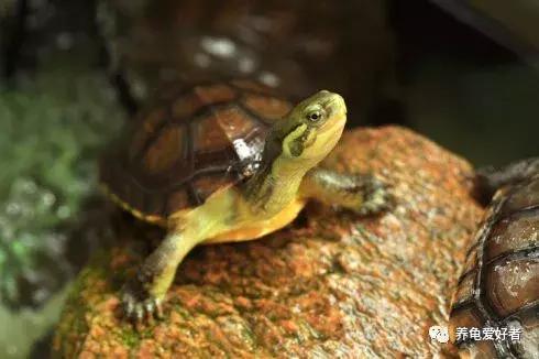 给龟多喂点蔬菜怎么样,给龟喂肉吃什么