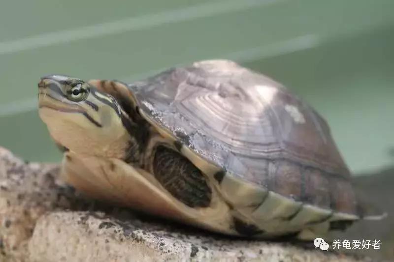 给龟多喂点蔬菜怎么样,给龟喂肉吃什么