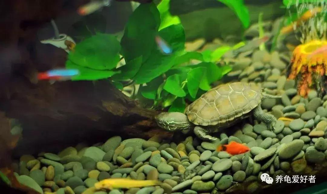 给龟多喂点蔬菜怎么样,给龟喂肉吃什么