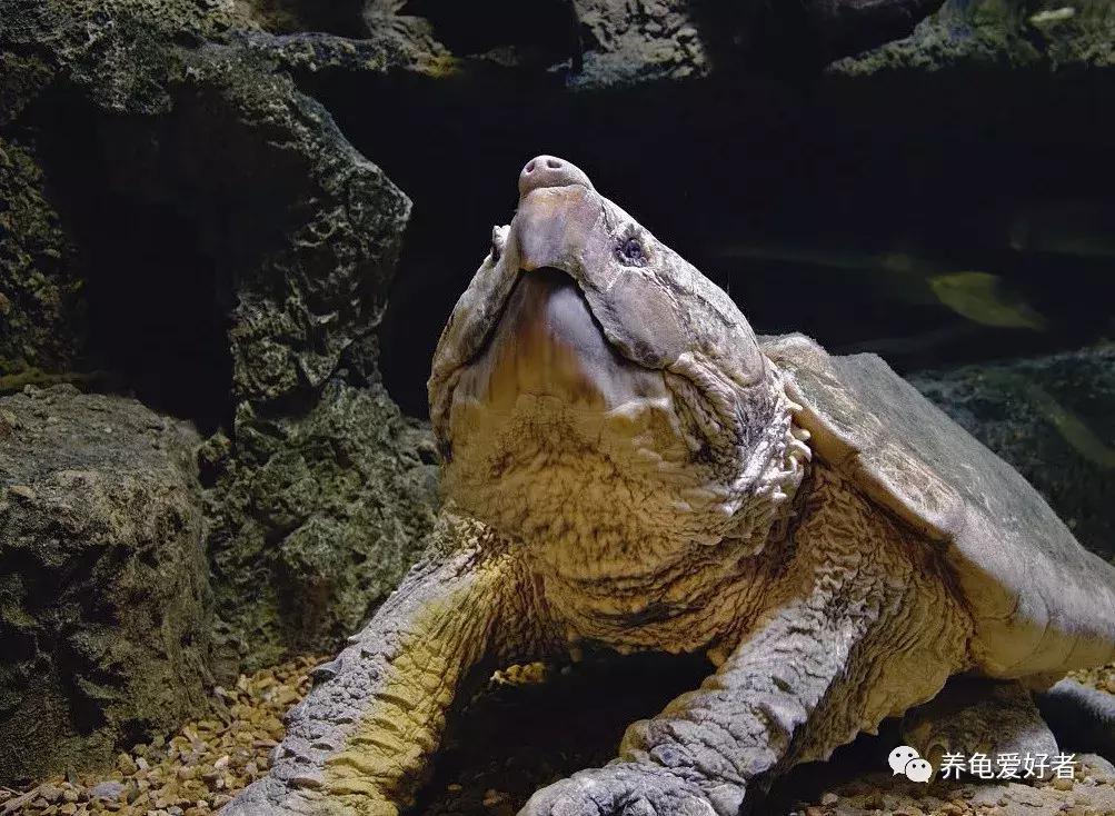 给龟多喂点蔬菜怎么样,给龟喂肉吃什么