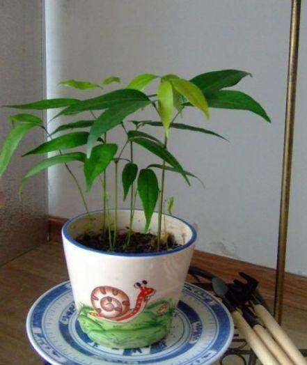 荔枝吃完不要扔,荔枝吃完壳千万别扔了