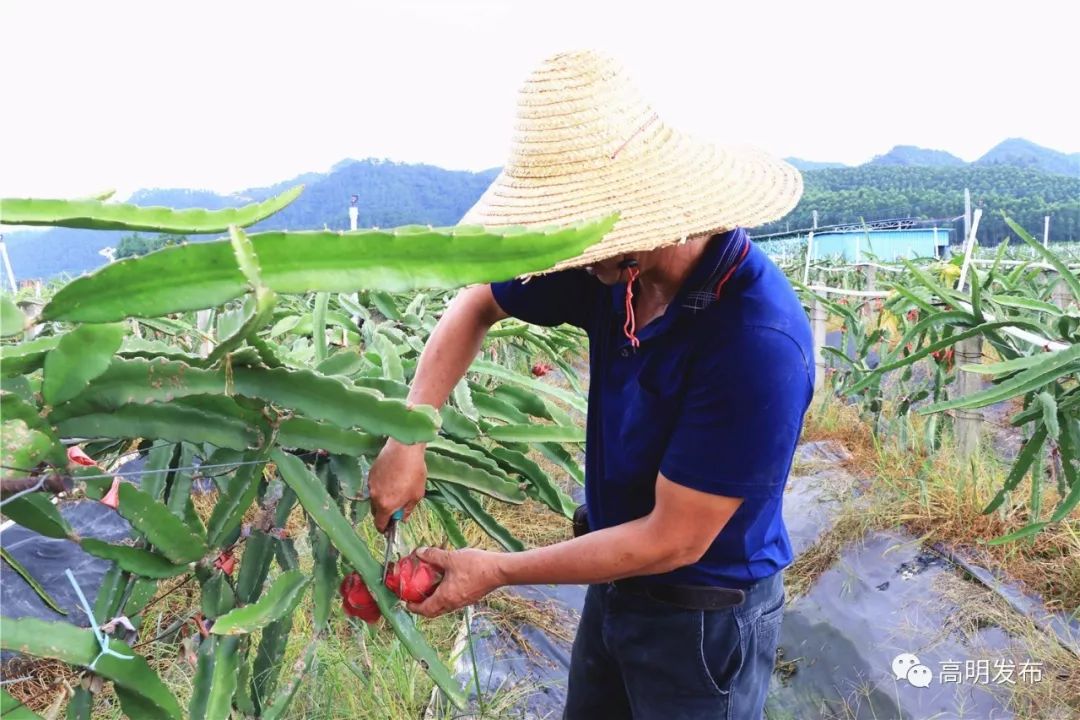 西瓜芒果凤梨百香果,凤梨芒果火龙果西瓜