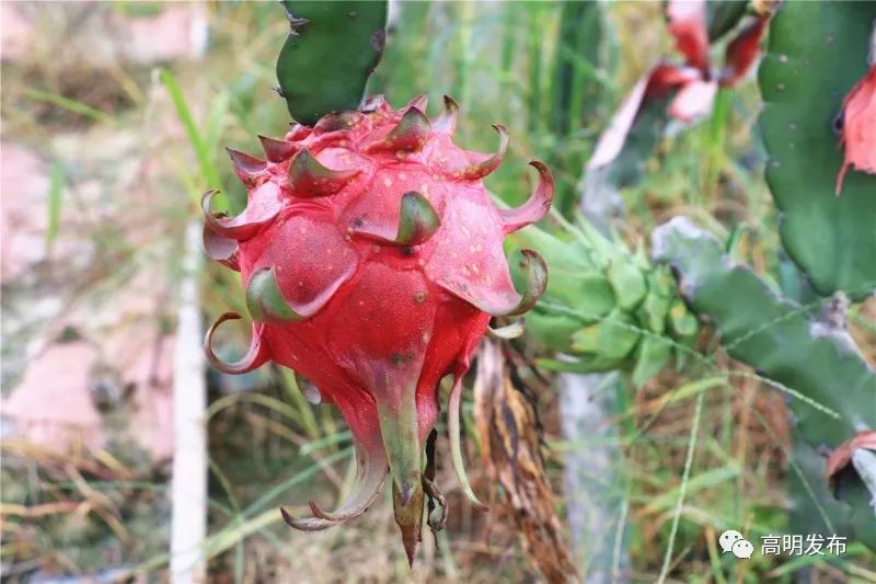 西瓜芒果凤梨百香果,凤梨芒果火龙果西瓜