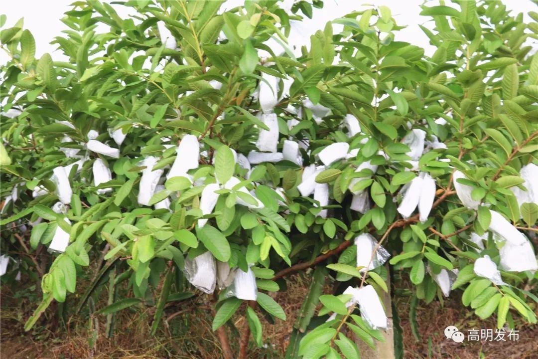 西瓜芒果凤梨百香果,凤梨芒果火龙果西瓜