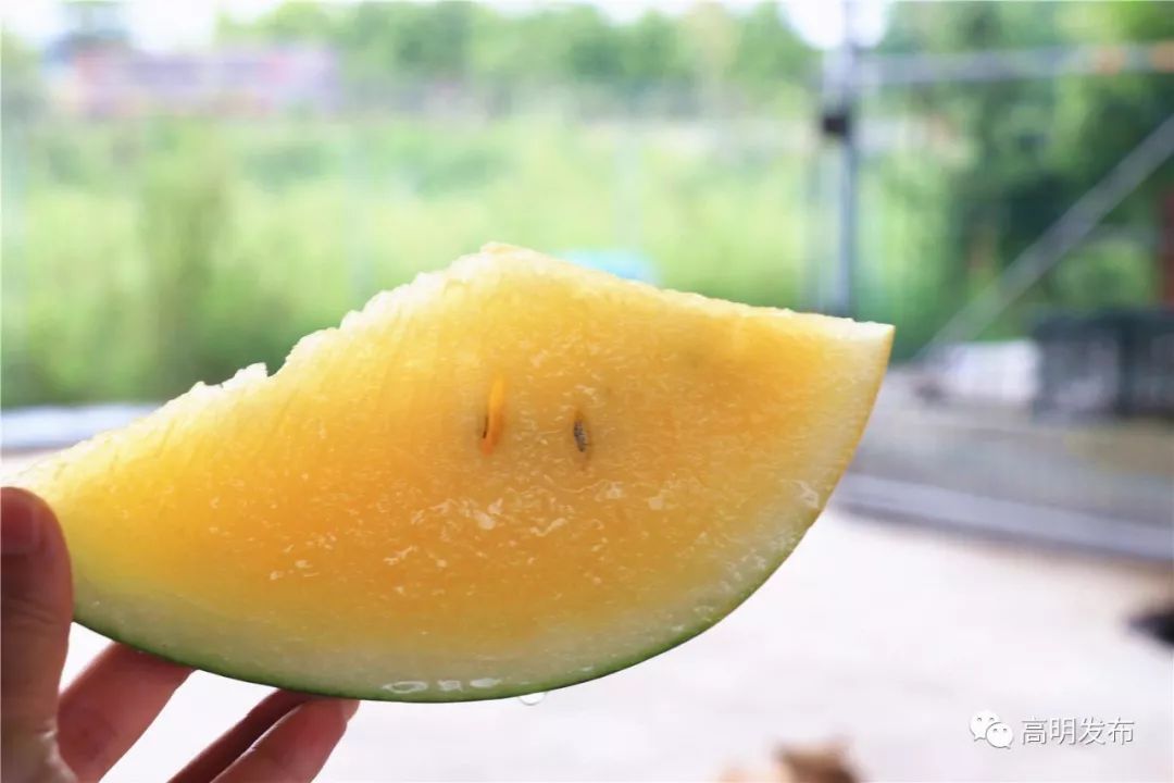 西瓜芒果凤梨百香果,凤梨芒果火龙果西瓜