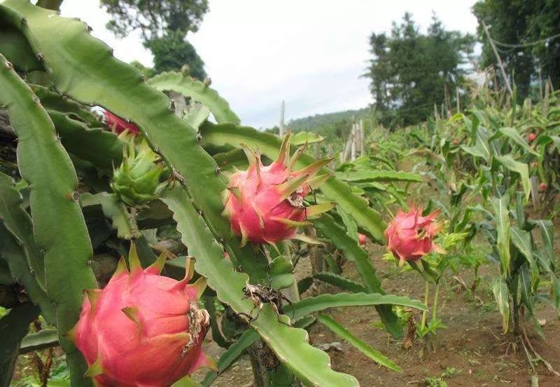 西瓜芒果凤梨百香果,凤梨芒果火龙果西瓜