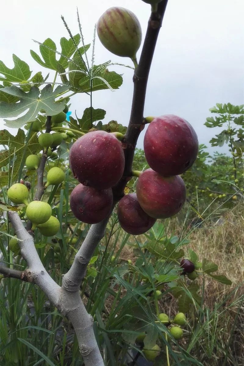 西瓜芒果凤梨百香果,凤梨芒果火龙果西瓜