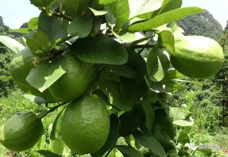 西瓜芒果凤梨百香果,凤梨芒果火龙果西瓜