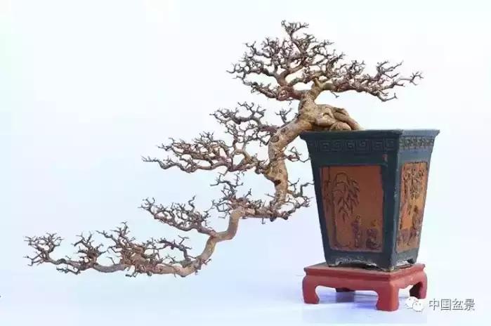 盆景欣赏一枝一叶,一组双杆盆景作品欣赏