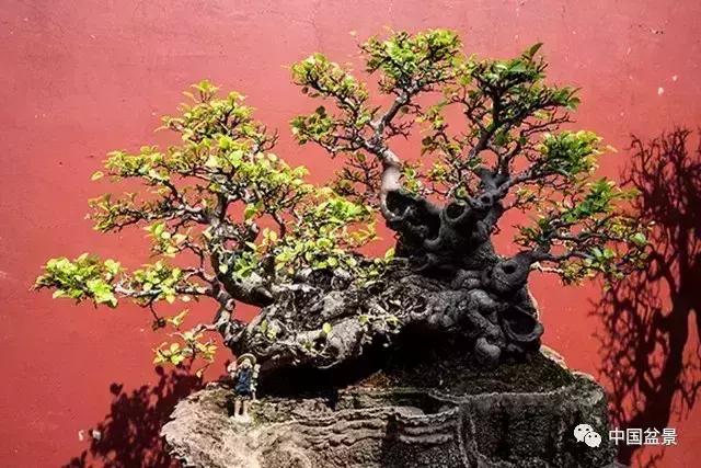 盆景欣赏一枝一叶,一组双杆盆景作品欣赏