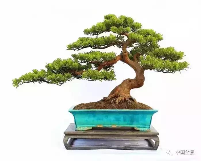 盆景欣赏一枝一叶,一组双杆盆景作品欣赏