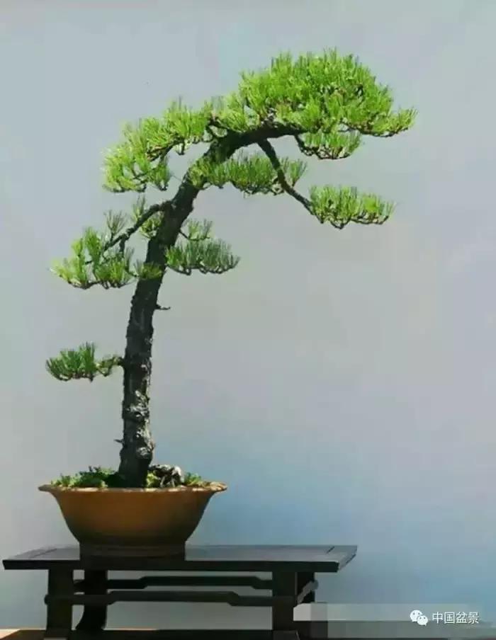 盆景欣赏一枝一叶,一组双杆盆景作品欣赏