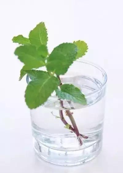 闲时种花草,夏天种几盆薄荷