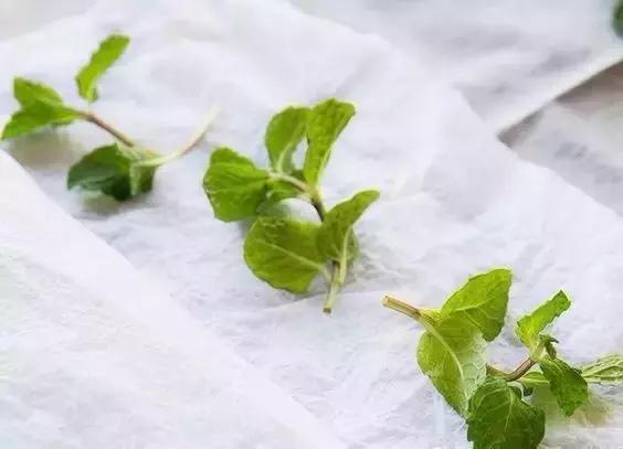 闲时种花草,夏天种几盆薄荷