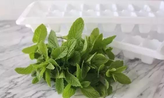 闲时种花草,夏天种几盆薄荷