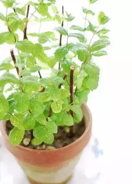 闲时种花草,夏天种几盆薄荷