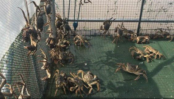 阳澄湖大闸蟹怎么能买上正宗的,去阳澄湖吃大闸蟹实用攻略信息