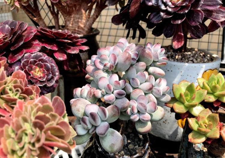 多肉长根瘤怎么处理,多肉植物根瘤病