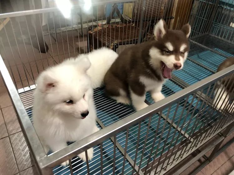 苏州皮市街花鸟市场要拆吗,苏州皮市街花鸟市场搬到哪里