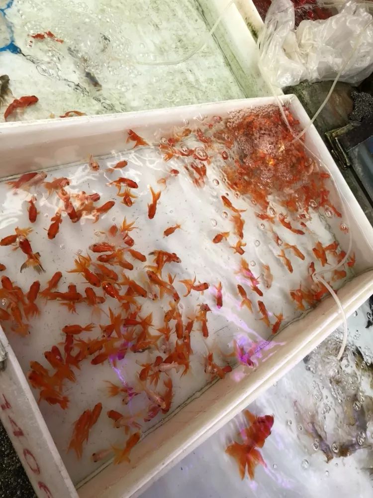 苏州皮市街花鸟市场要拆吗,苏州皮市街花鸟市场搬到哪里