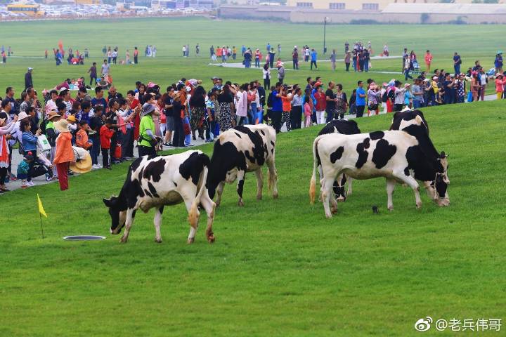夏日的大连三寰牧场,大连三寰牧场和英歌石植物园