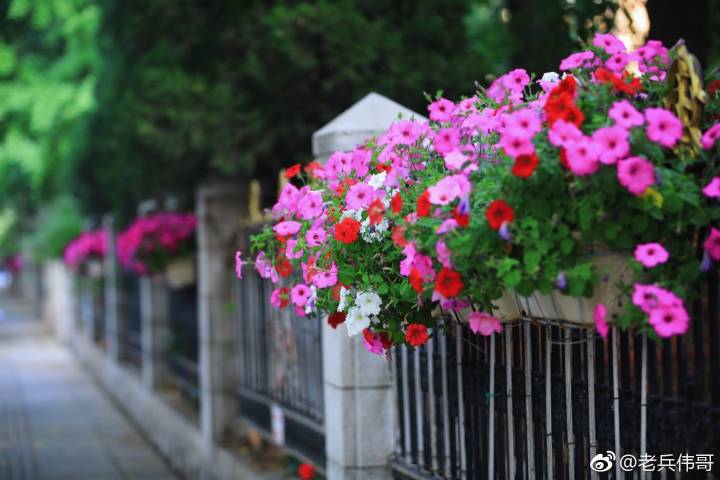 夏日的大连三寰牧场,大连三寰牧场和英歌石植物园