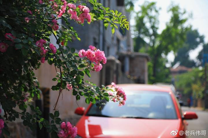 夏日的大连三寰牧场,大连三寰牧场和英歌石植物园