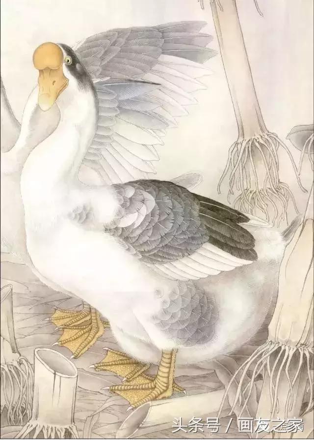 工笔大鹅的画法,工笔大鹅上色作品