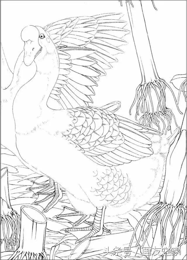 工笔大鹅的画法,工笔大鹅上色作品
