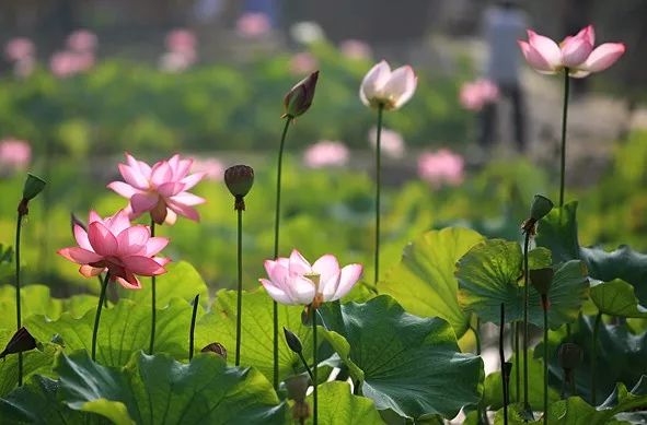 十堰市周末去哪儿玩免费的,夏季十堰去哪玩