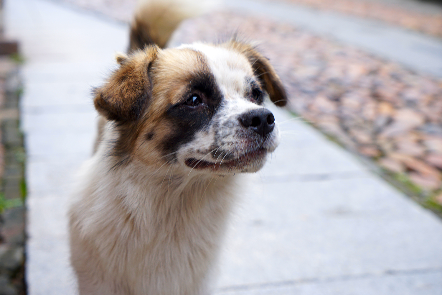 赣州古桥一日游,走古街串古巷