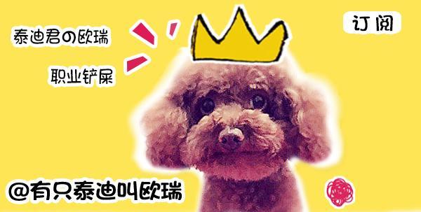 金毛失恋痛哭,金毛生无可恋趴在街头独自伤心