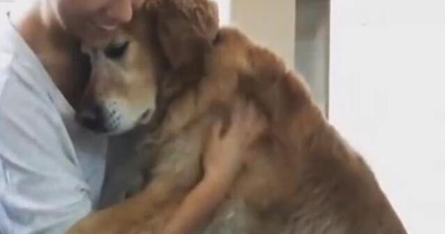 金毛失恋痛哭,金毛生无可恋趴在街头独自伤心