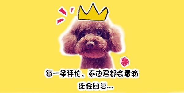 金毛失恋痛哭,金毛生无可恋趴在街头独自伤心