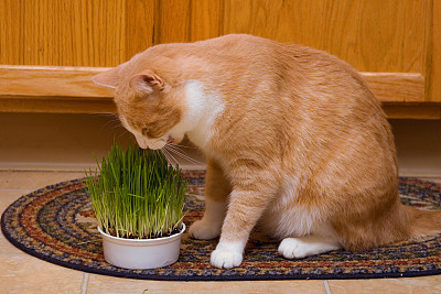 道格队长完整版,道格队长24集