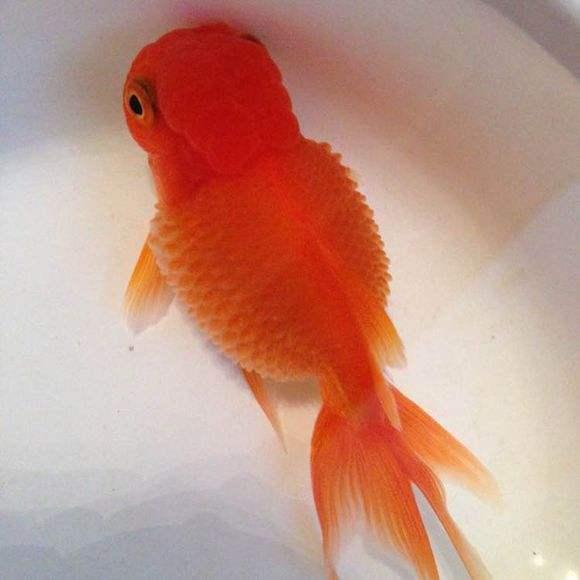 养鱼里面的金鱼病了怎么办,怎么预防金鱼得鱼病