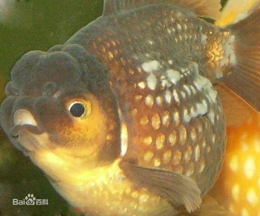 养鱼里面的金鱼病了怎么办,怎么预防金鱼得鱼病