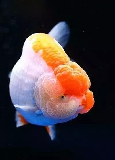 养鱼里面的金鱼病了怎么办,怎么预防金鱼得鱼病