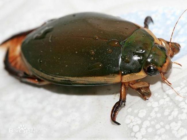 养鱼里面的金鱼病了怎么办,怎么预防金鱼得鱼病