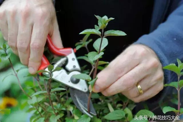阳台薄荷种植方法视频,怎么让盆栽薄荷快速繁殖