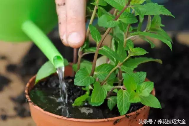 阳台薄荷种植方法视频,怎么让盆栽薄荷快速繁殖