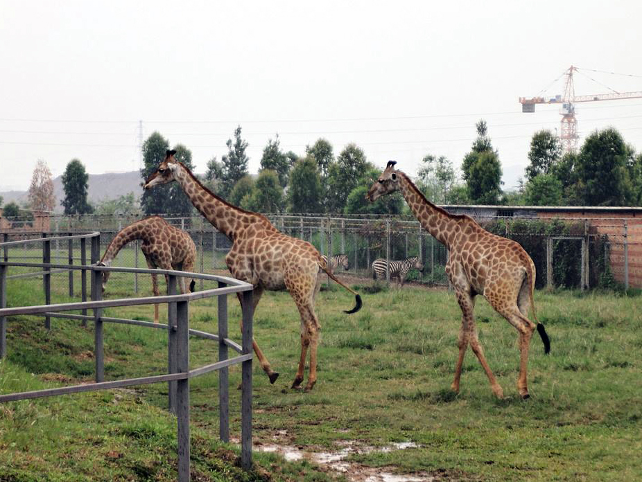 东莞香市动物园门票99元优惠套票,东莞香市动物园和深圳野生动物园