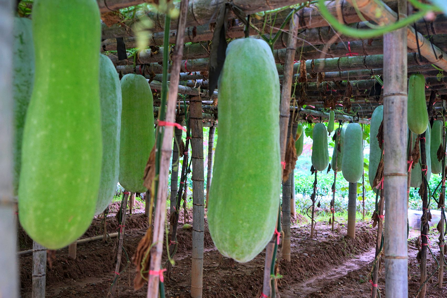 赣州古桥一日游,走古街串古巷