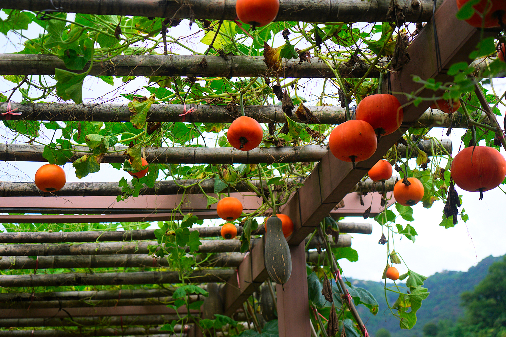 赣州古桥一日游,走古街串古巷