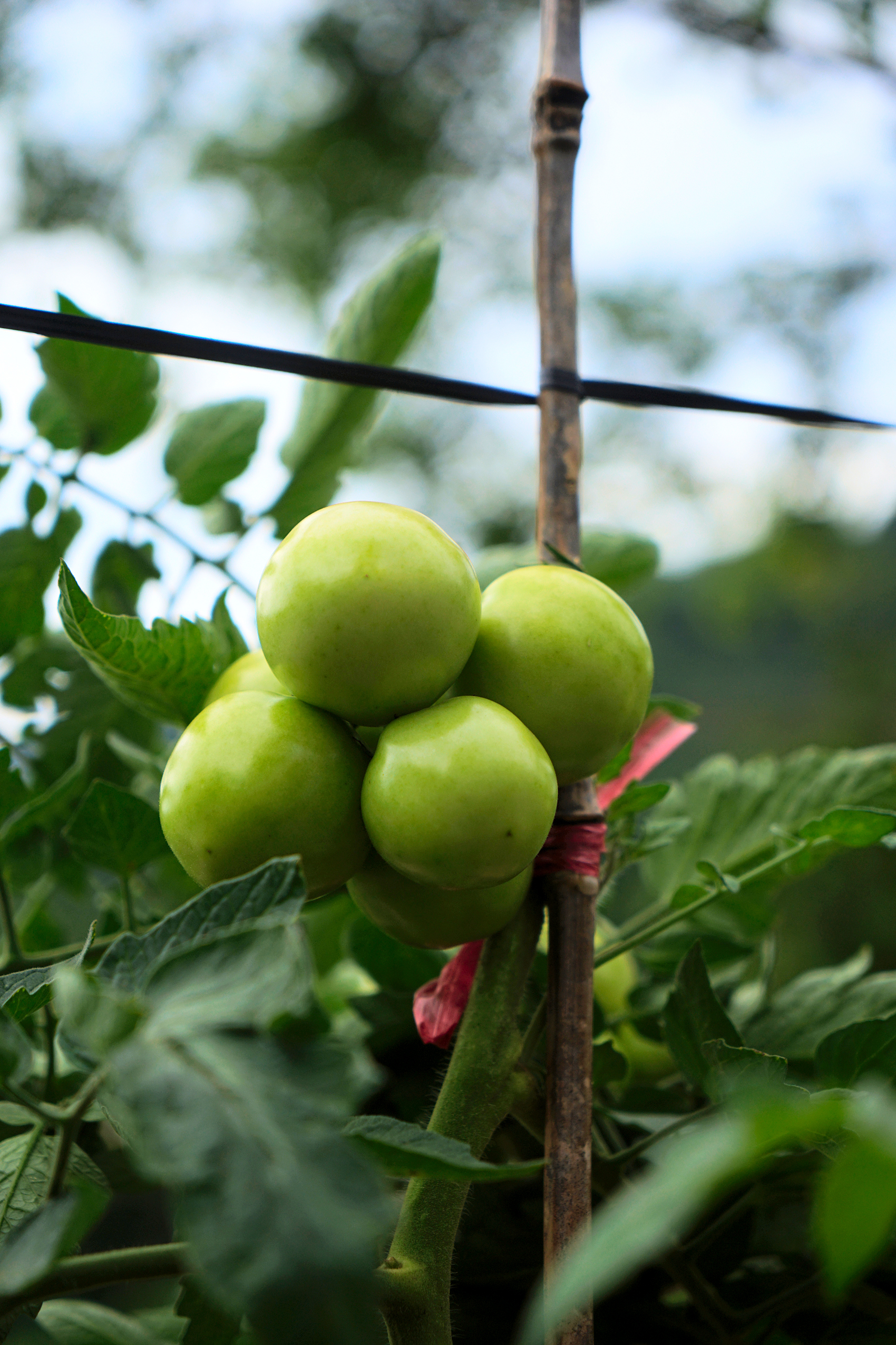 赣州古桥一日游,走古街串古巷